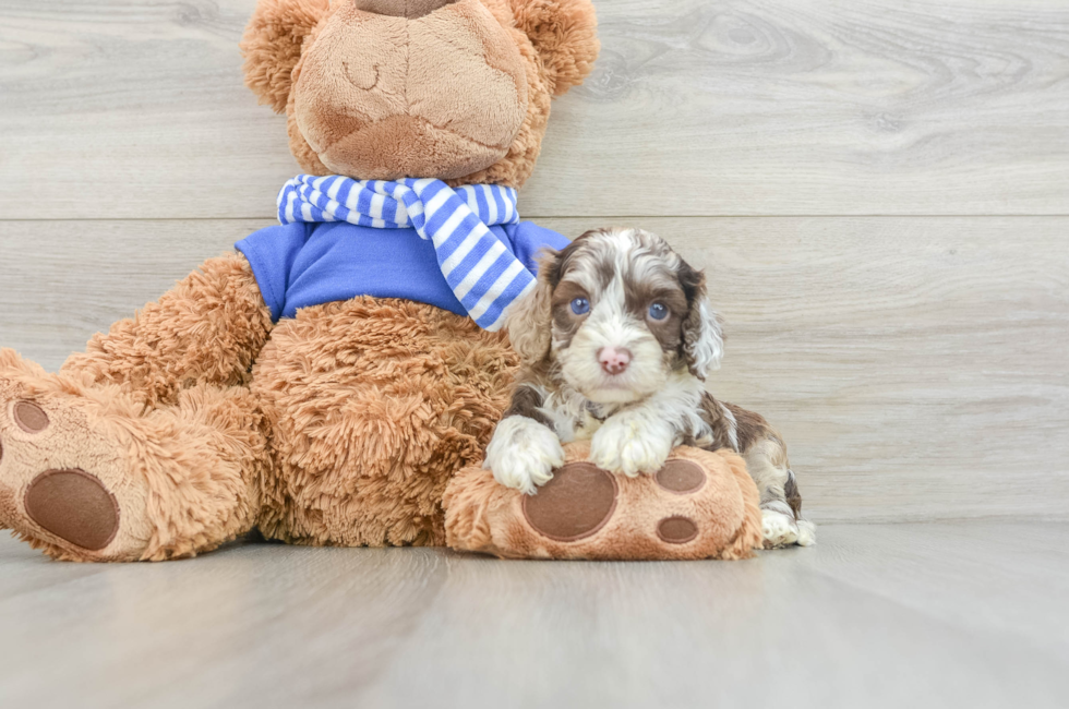 5 week old Cockapoo Puppy For Sale - Seaside Pups