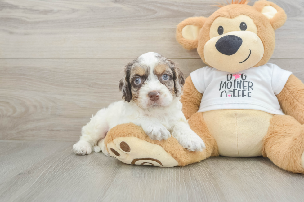Petite Cockapoo Poodle Mix Pup