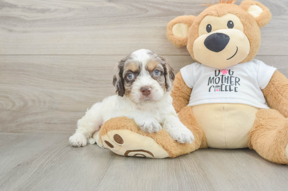5 week old Cockapoo Puppy For Sale - Seaside Pups