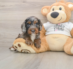 8 week old Cockapoo Puppy For Sale - Seaside Pups