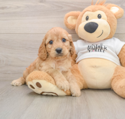5 week old Cockapoo Puppy For Sale - Seaside Pups