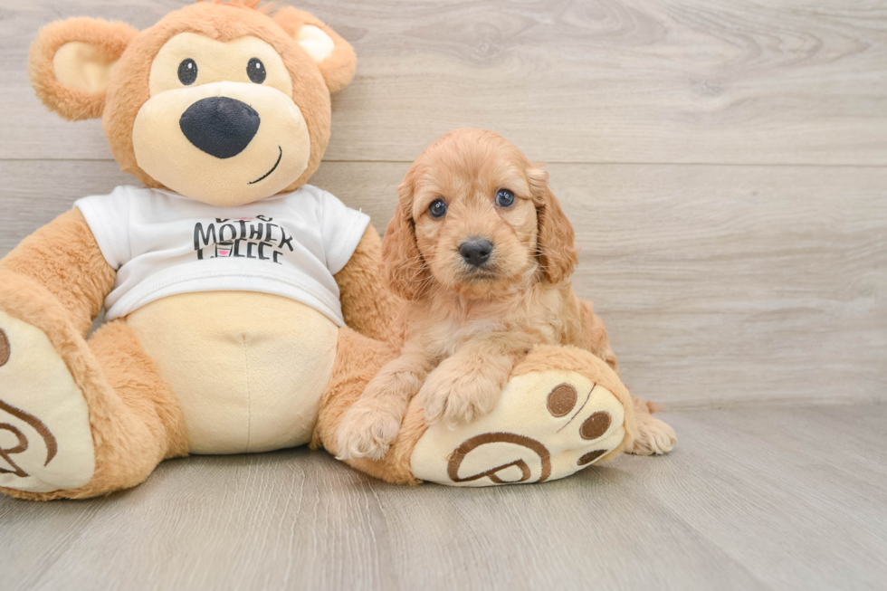 Petite Cockapoo Poodle Mix Pup