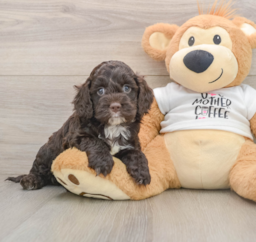 8 week old Cockapoo Puppy For Sale - Seaside Pups