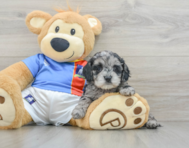 8 week old Cockapoo Puppy For Sale - Seaside Pups