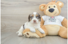 Cockapoo Pup Being Cute