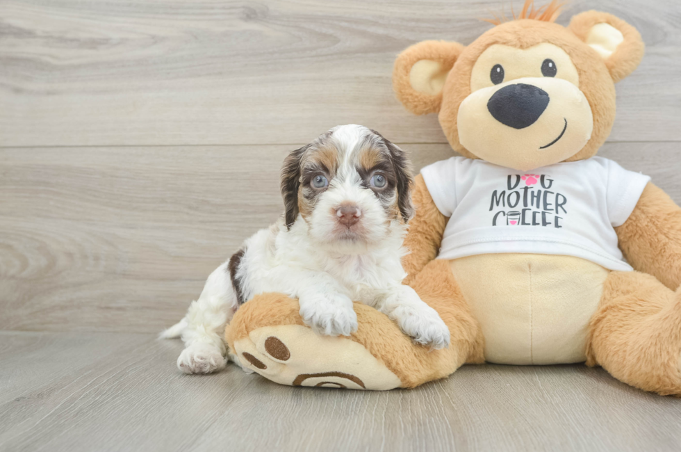 5 week old Cockapoo Puppy For Sale - Seaside Pups