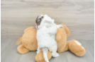 Cockapoo Pup Being Cute