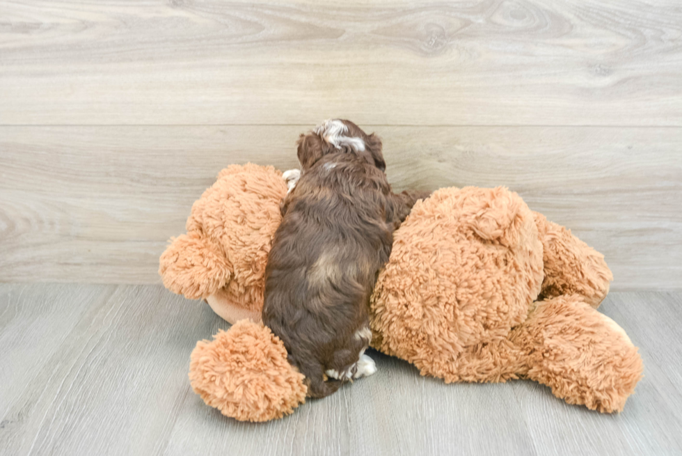 Funny Cockapoo Poodle Mix Pup