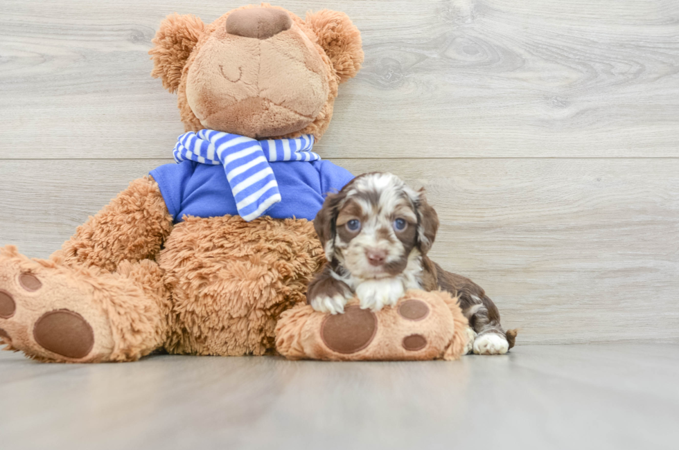 5 week old Cockapoo Puppy For Sale - Seaside Pups