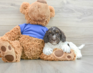 7 week old Cockapoo Puppy For Sale - Seaside Pups