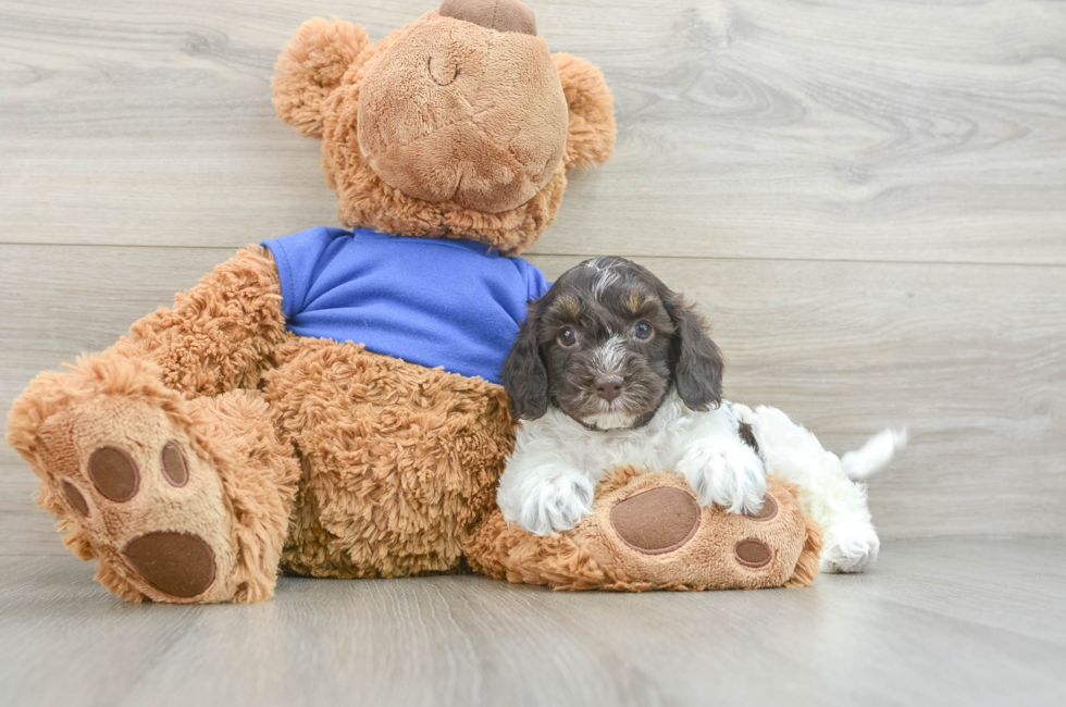 6 week old Cockapoo Puppy For Sale - Seaside Pups