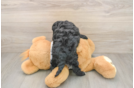 Sweet Cockapoo Baby