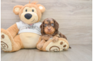Cockapoo Puppy for Adoption