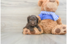 Cockapoo Puppy for Adoption