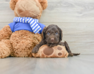 6 week old Cockapoo Puppy For Sale - Seaside Pups