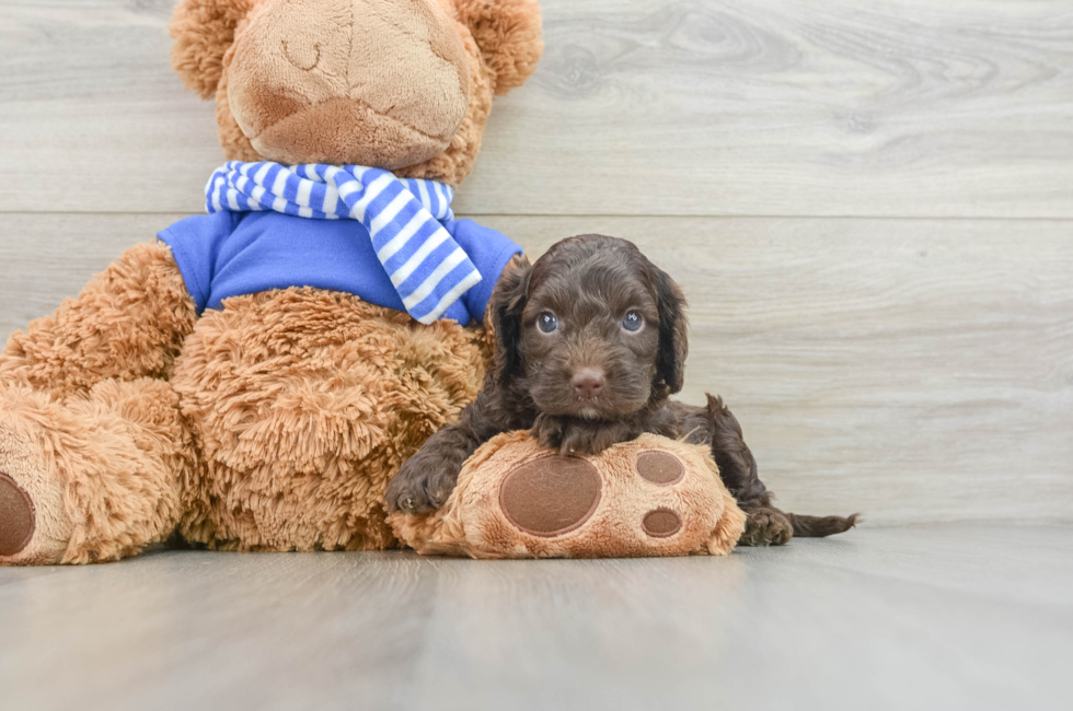 6 week old Cockapoo Puppy For Sale - Seaside Pups