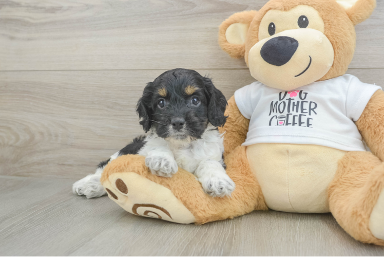 Best Cockapoo Baby