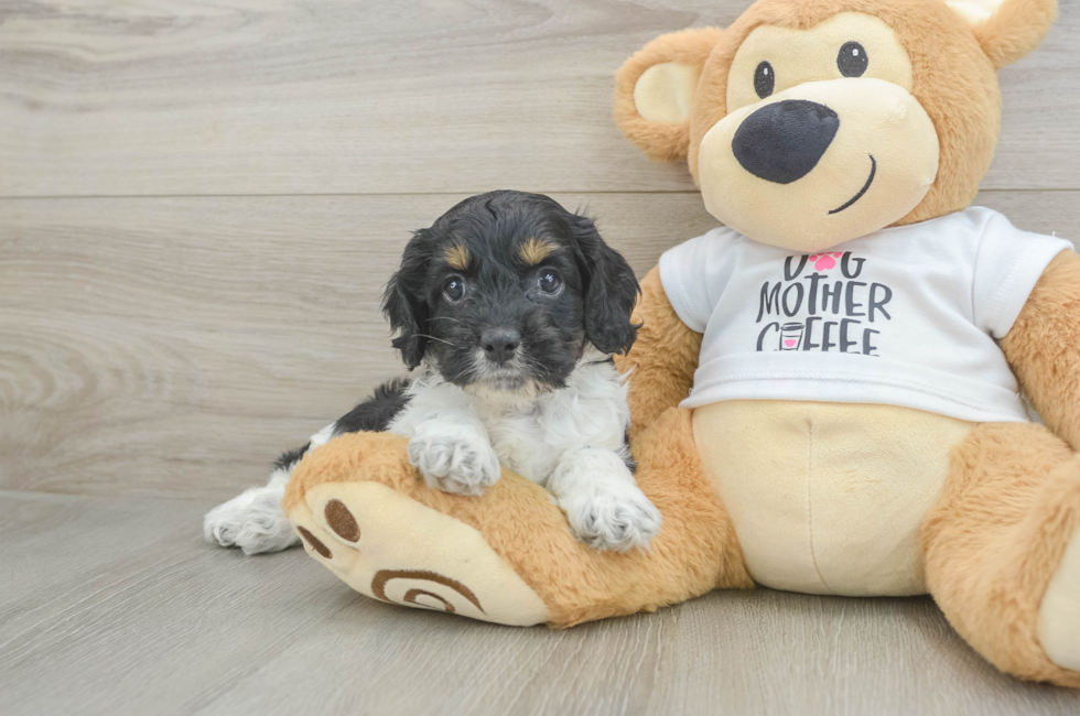 5 week old Cockapoo Puppy For Sale - Seaside Pups