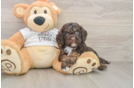 Cockapoo Pup Being Cute