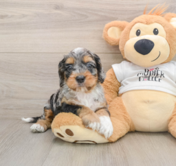 5 week old Cockapoo Puppy For Sale - Seaside Pups