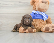 7 week old Cockapoo Puppy For Sale - Seaside Pups