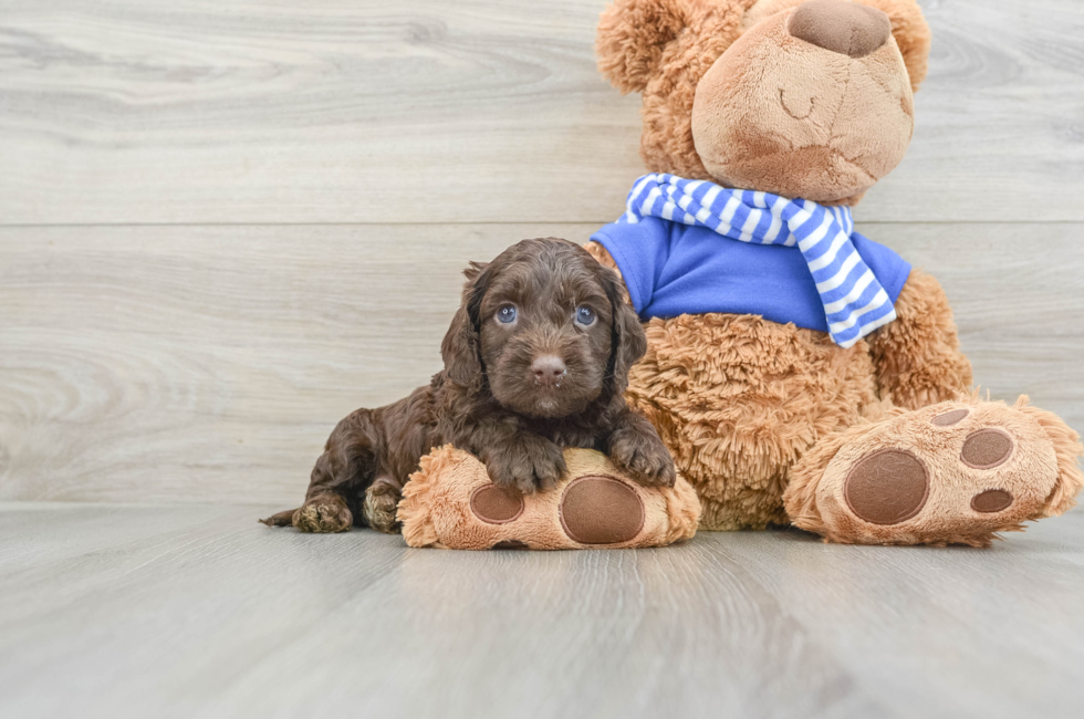 6 week old Cockapoo Puppy For Sale - Seaside Pups