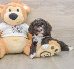 8 week old Cockapoo Puppy For Sale - Seaside Pups