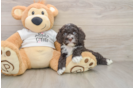 Best Cockapoo Baby