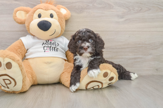 Best Cockapoo Baby