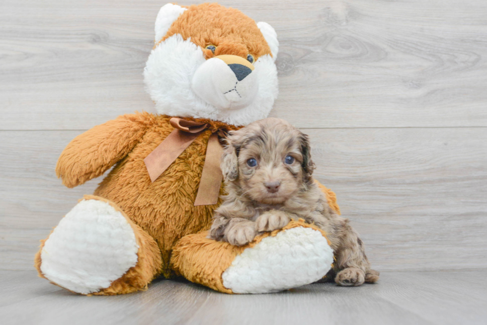 Cockapoo Pup Being Cute