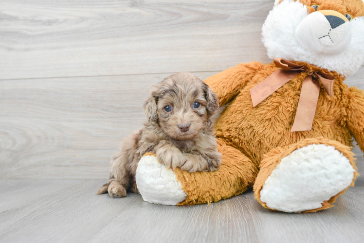 Little Cockerpoo Poodle Mix Puppy