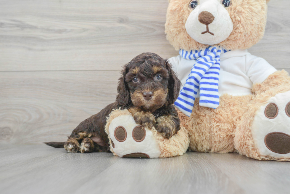 Meet Sperry - our Cockapoo Puppy Photo  2/3 - Seaside Pups Hypoallergenic Cockerpoo Poodle Mix Puppy