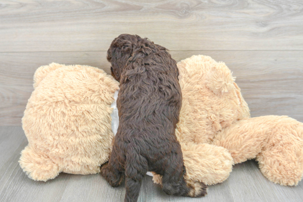 Meet Sperry - our Cockapoo Puppy Photo  3/3 - Seaside Pups Funny Cockapoo Poodle Mix Pup