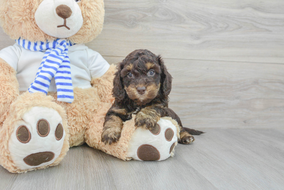 Meet Sperry - our Cockapoo Puppy Photo  1/3 - Seaside Pups Cockapoo Pup Being Cute