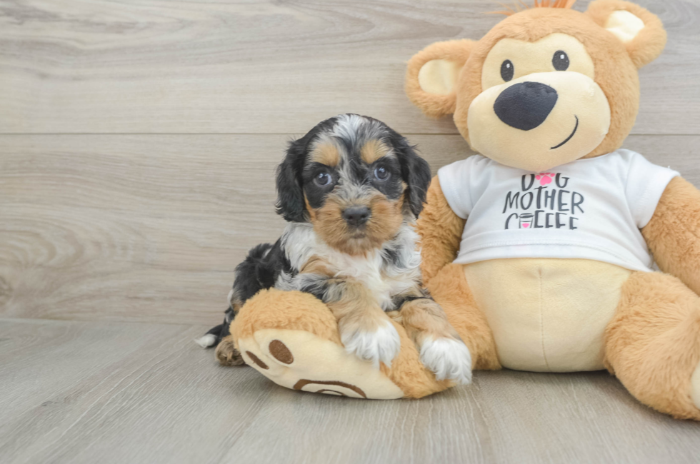 5 week old Cockapoo Puppy For Sale - Seaside Pups