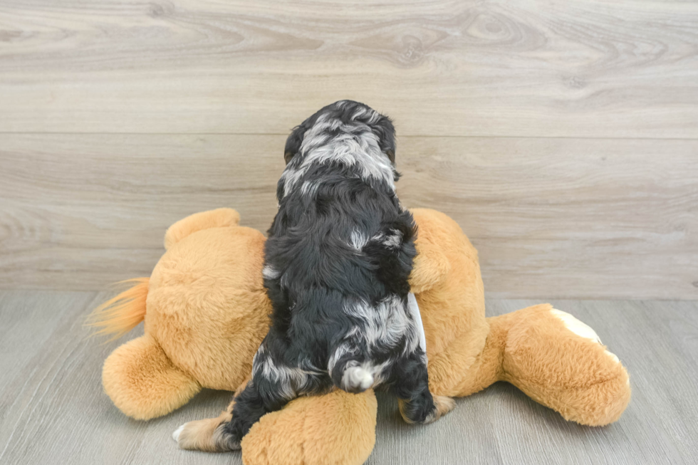 Hypoallergenic Cocker Doodle Poodle Mix Puppy