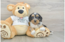 Smart Cockapoo Poodle Mix Pup