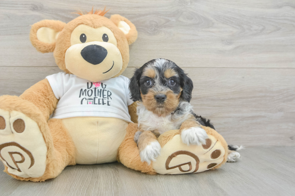 Smart Cockapoo Poodle Mix Pup
