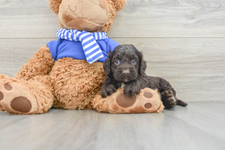 Best Cockapoo Baby