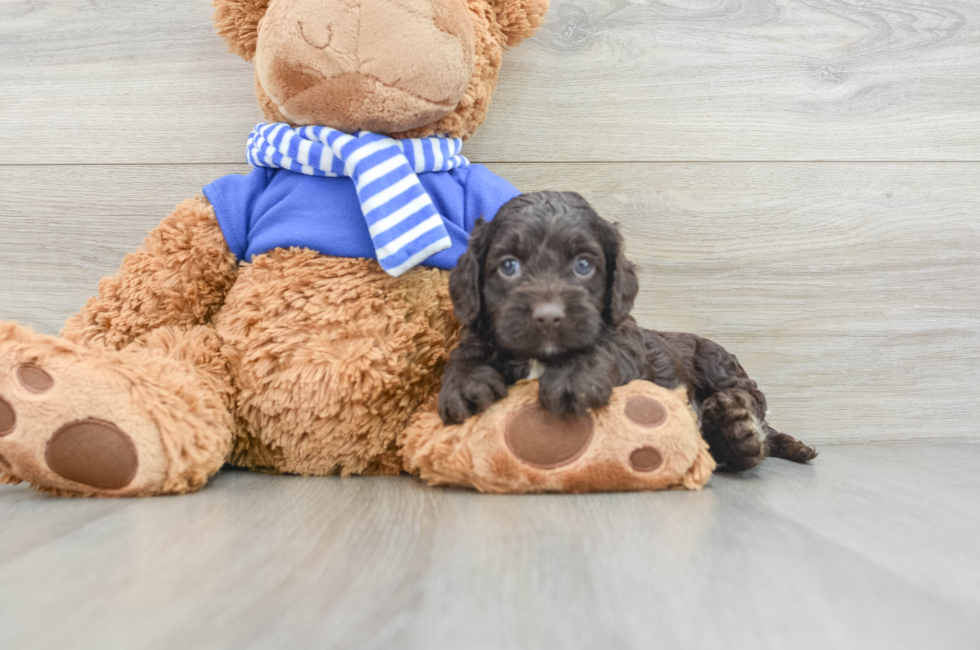 5 week old Cockapoo Puppy For Sale - Seaside Pups