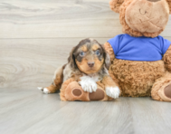 5 week old Cockapoo Puppy For Sale - Seaside Pups