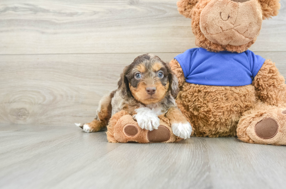 6 week old Cockapoo Puppy For Sale - Seaside Pups