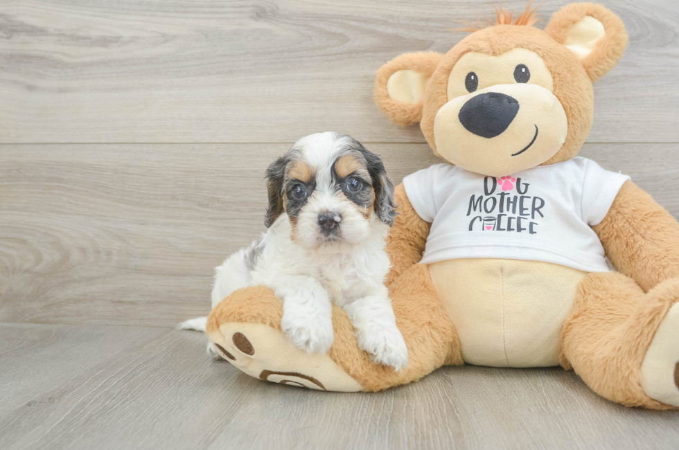 5 week old Cockapoo Puppy For Sale - Seaside Pups
