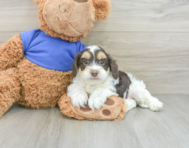 6 week old Cockapoo Puppy For Sale - Seaside Pups