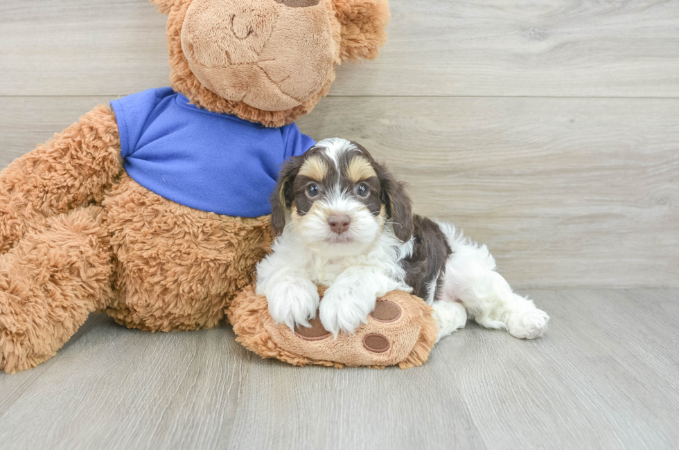 6 week old Cockapoo Puppy For Sale - Seaside Pups