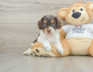 8 week old Cockapoo Puppy For Sale - Seaside Pups
