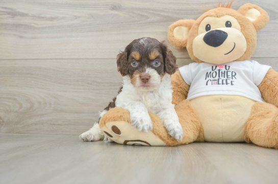 Smart Cockapoo Poodle Mix Pup