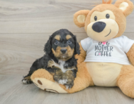 8 week old Cockapoo Puppy For Sale - Seaside Pups