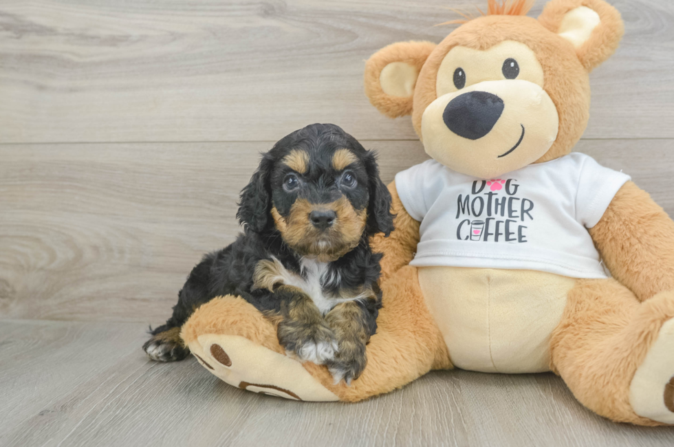 5 week old Cockapoo Puppy For Sale - Seaside Pups