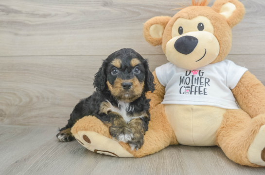 Cockapoo Pup Being Cute